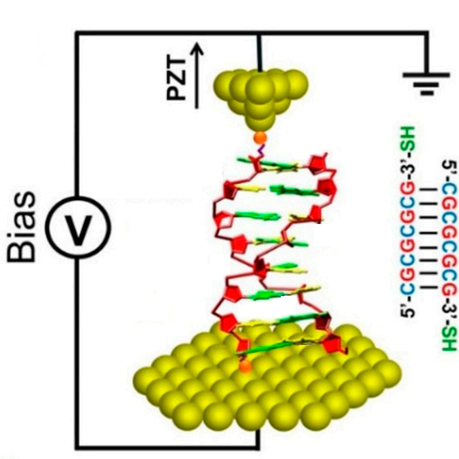 DNA electric junction between gold electrodes