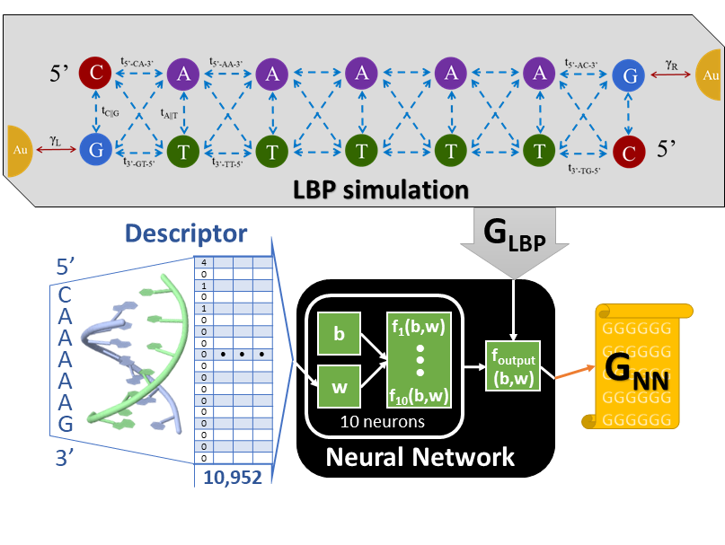 The scheme for obtaining conductance of long DNA molecules from the shorter sequences.
												Conductance values for all 10952 DNA sequences three to seven base-pair in length are obtained 
												from the Landauer-Buttiker probe simulations, then used to train a shallow neural network.
												The conductance for longer sequences can then be predicted in seconds.