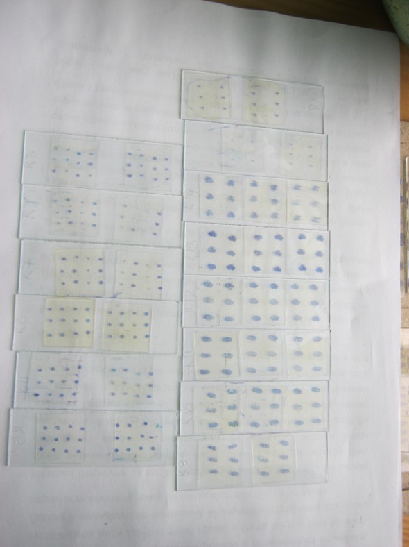 Fourteen glass slides with about twenty four slices of Cerebella of fish each, all stained with a dark blue dye.